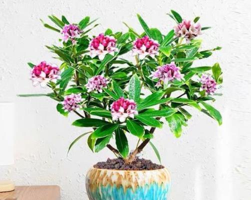 门前种瑞香的花语有何讲究？它象征着什么？