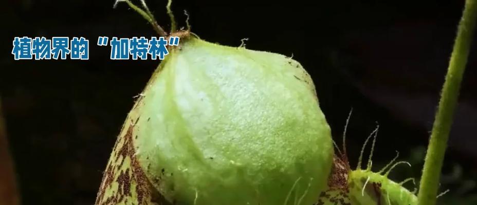 喷瓜的花语是什么意思？喷瓜代表什么？