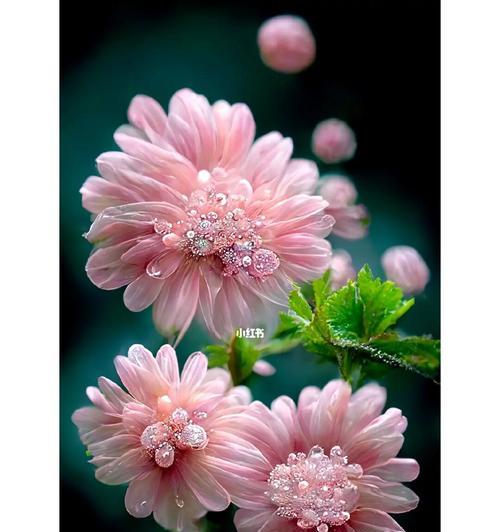 哪种花的花语是希望？它传递了怎样的信息？