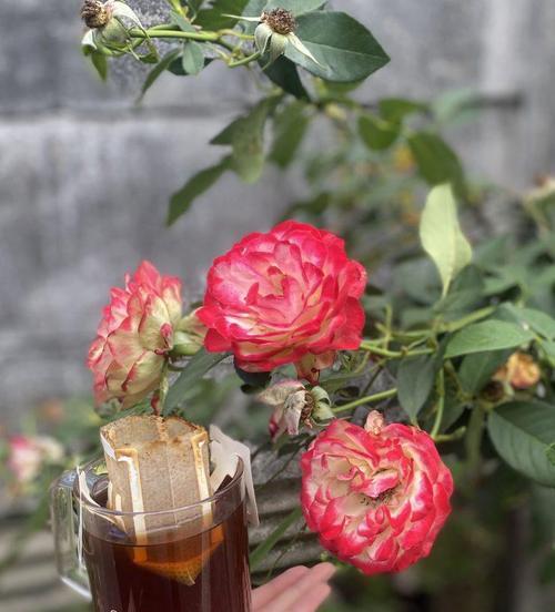 不按常理的花语是什么？花语中有哪些反传统的表达？