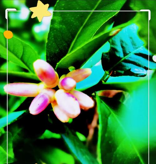 不按常理的花语是什么？花语中有哪些反传统的表达？