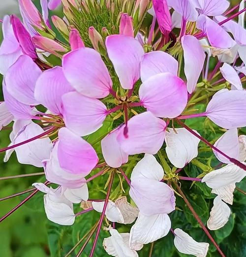 哪种花的花语是孤独？孤独的花语有何含义？