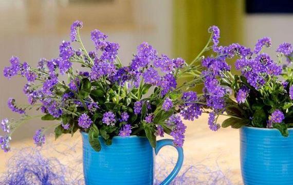 加兰的花语是什么意思？这种花语有何特别之处？