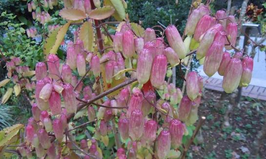 加兰的花语是什么意思？这种花语有何特别之处？