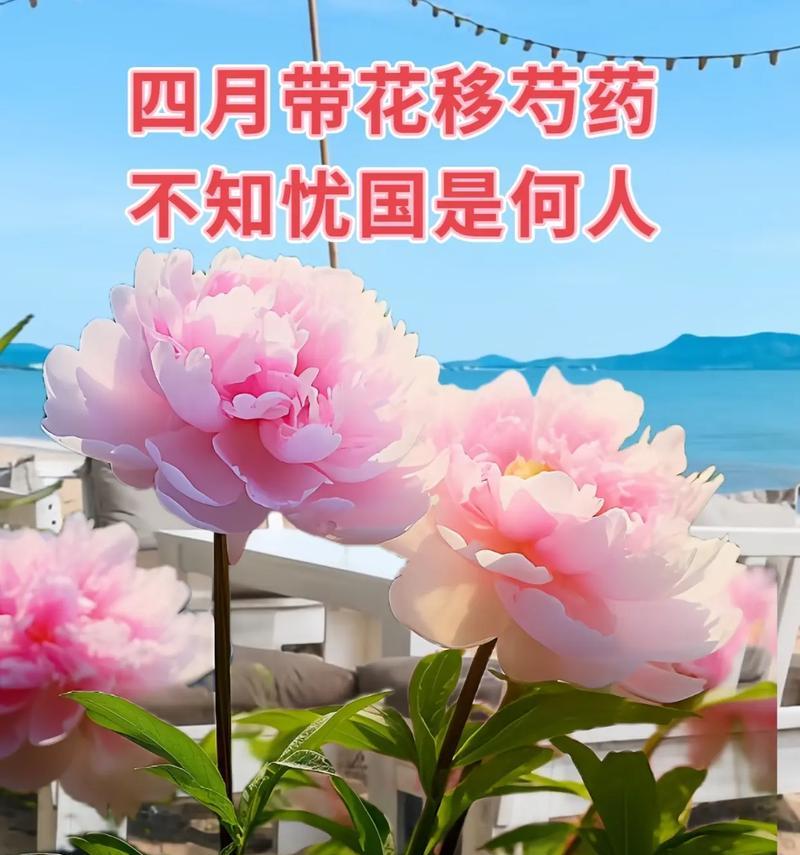芍药花的花语及寓意是什么？它代表了什么？