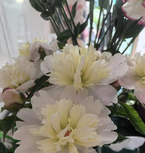 芍药花的花语及寓意是什么？它代表了什么？
