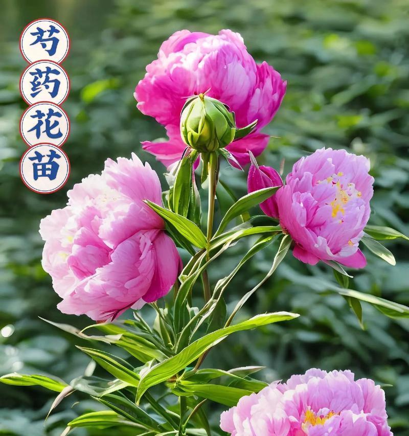 芍药花的花语及寓意是什么？它代表了什么？