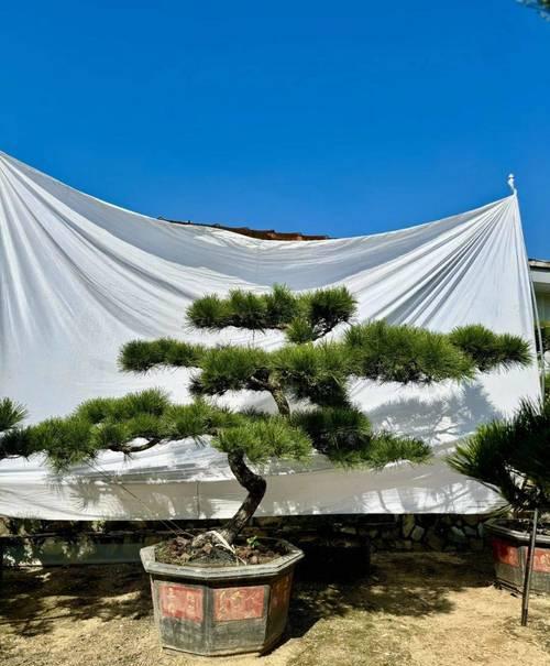 黑松的花语象征和寓意是什么？