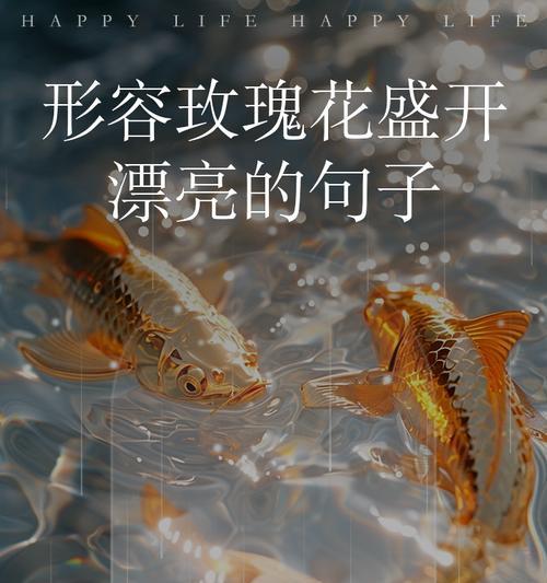 玫瑰花语通常如何诠释？玫瑰花代表了哪些情感？