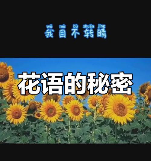 太阳花的花语代表什么？