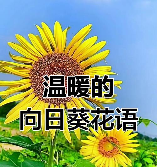 太阳花的花语代表什么？