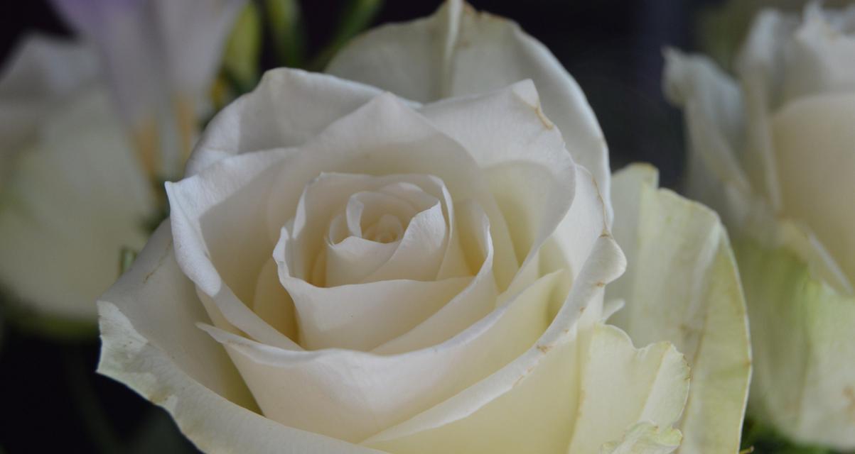 花泥11朵玫瑰花的含义是什么？这种组合花语代表什么？