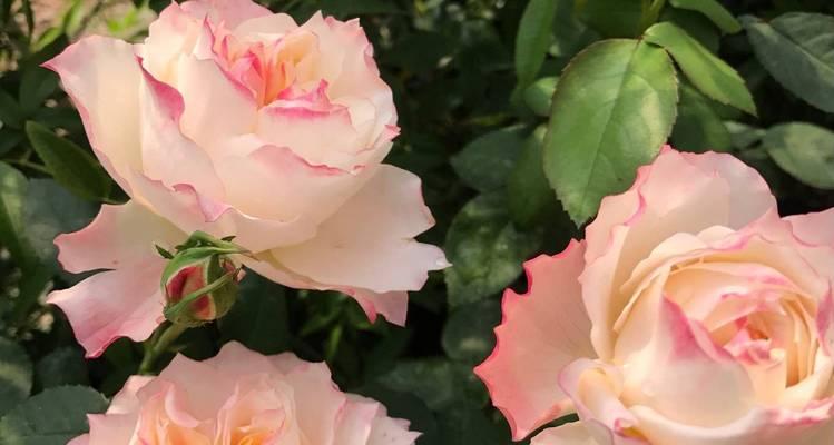 花泥11朵玫瑰花的含义是什么？这种组合花语代表什么？