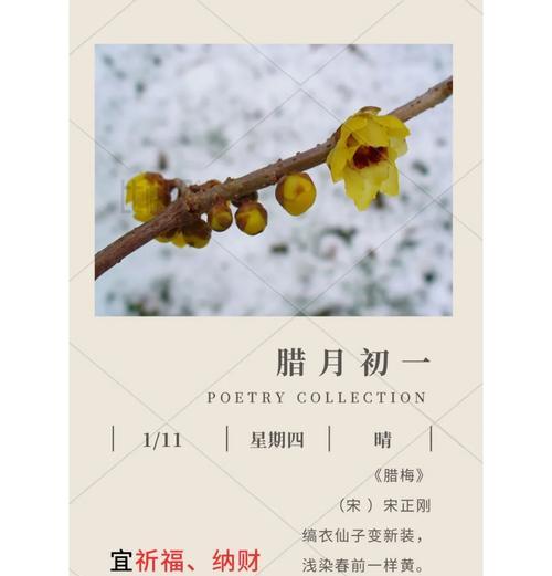 泡茶腊梅的花语是什么呢？腊梅在花语中有什么特别含义？