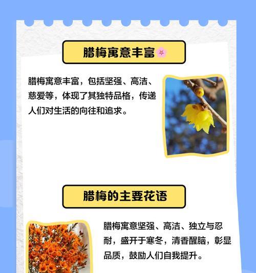 泡茶腊梅的花语是什么呢？腊梅在花语中有什么特别含义？