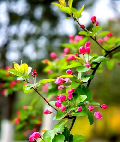海棠花开的花语有何寓意？海棠花开放代表什么？