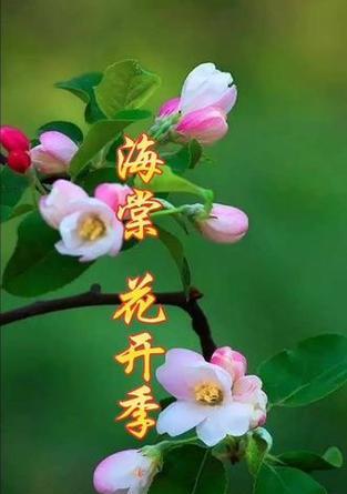 海棠花开的花语有何寓意？海棠花开放代表什么？