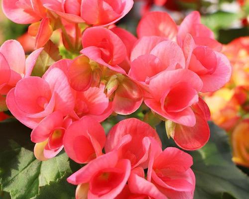 红色海棠花盆栽的花语代表什么？