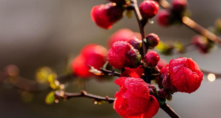 红色海棠花盆栽的花语代表什么？