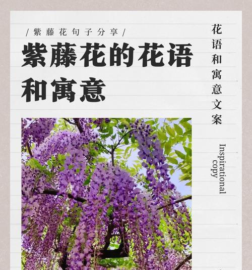 熏衣草的花语是什么？它通常用来表达什么样的情感？