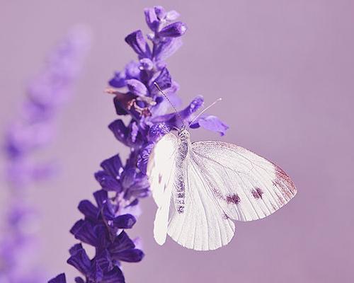 熏衣草的花语是什么？它通常用来表达什么样的情感？