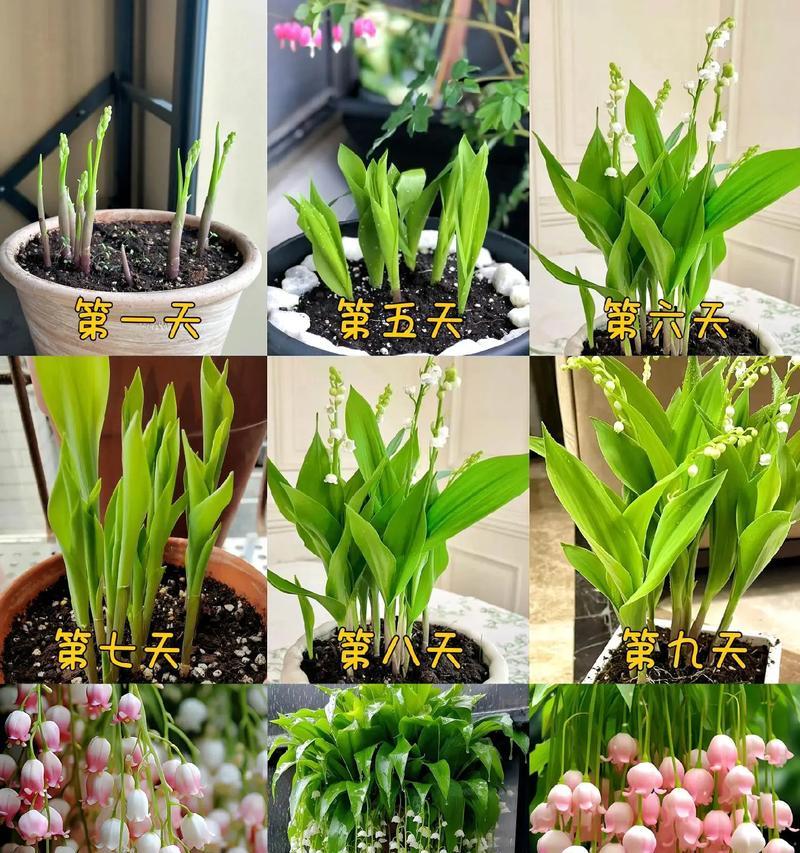 十二月香的花语有哪些特别之处？