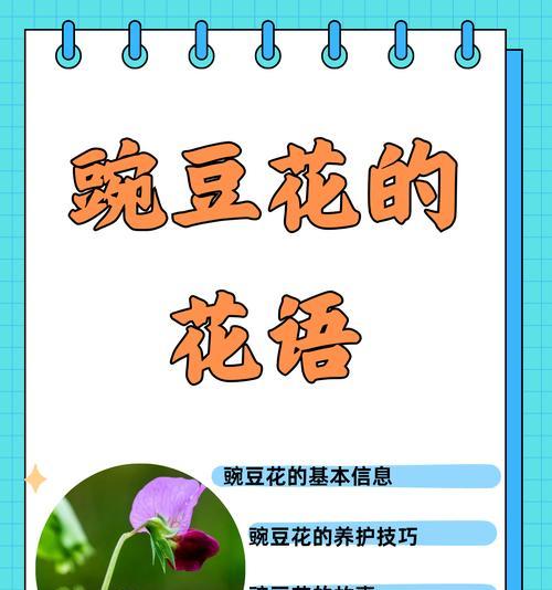 十二月香的花语有哪些特别之处？