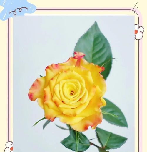 金玫瑰代表的友谊花语有哪些含义？