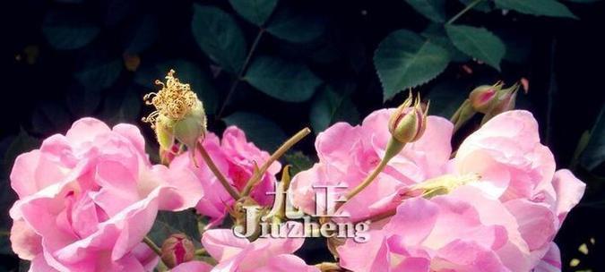 花语留芳代表了什么？