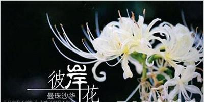 半边脸的花语代表什么？