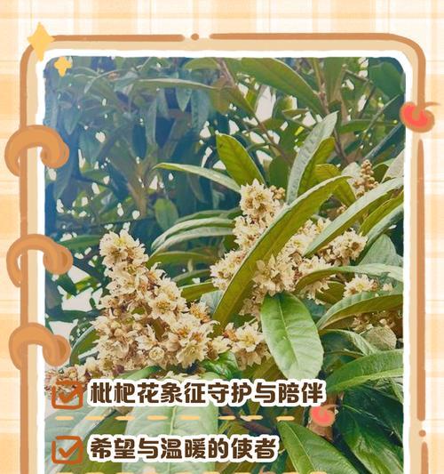 各种花朵的花语分别是什么？花朵的花语有何不同？