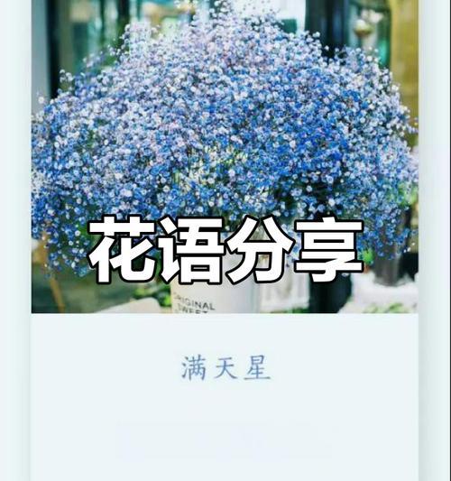 各种花朵的花语分别是什么？花朵的花语有何不同？