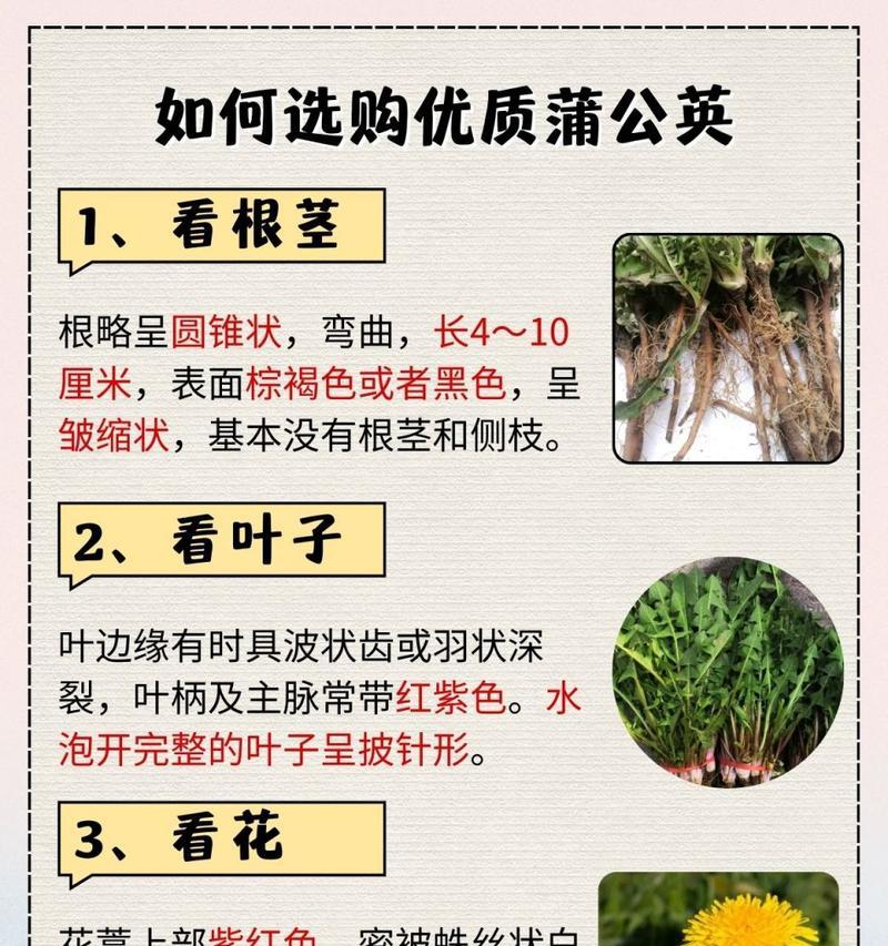 紫蒲公英的花语是什么？紫蒲公英的象征意义是什么？