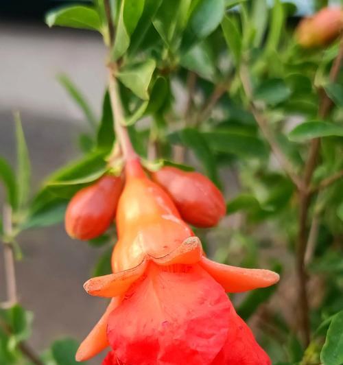 石榴花的花语送给你是什么？石榴花代表了哪些祝福？