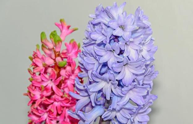 洋水仙的花语有哪些寓意？