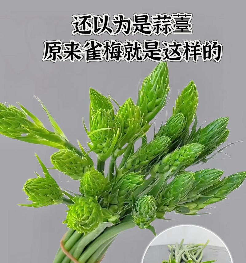 雀魂花的花语中白代表了什么情感？