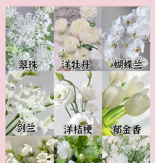 雀魂花的花语中白代表了什么情感？