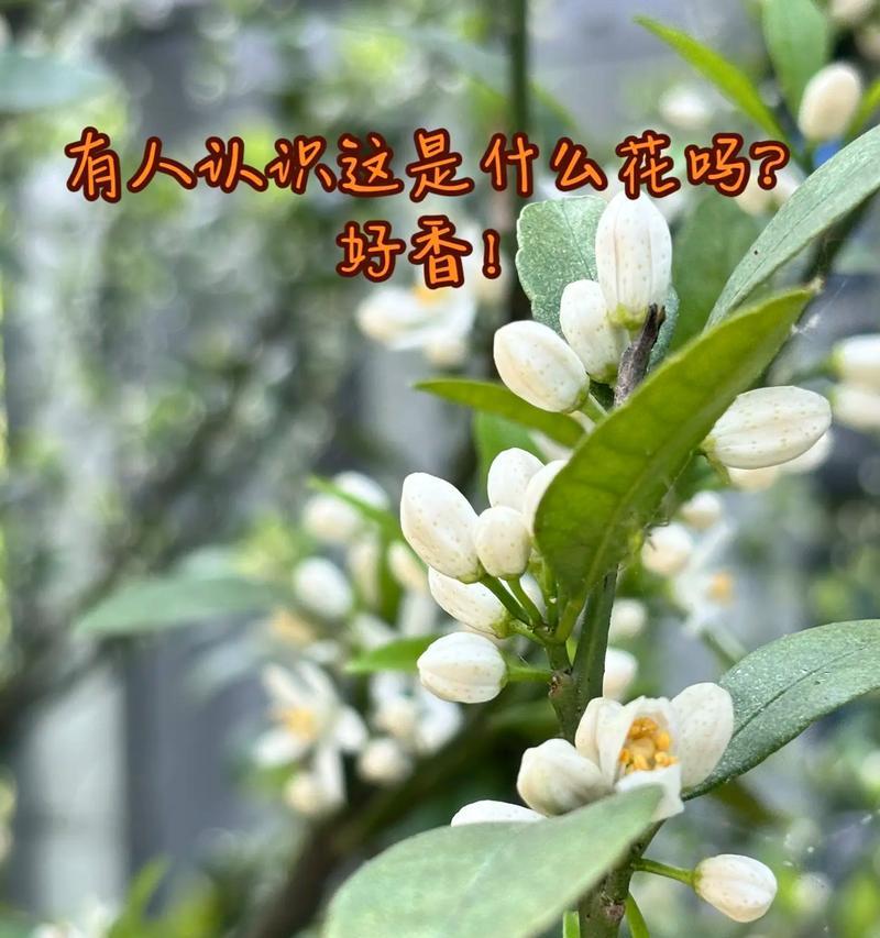 雀魂花的花语中白代表了什么情感？