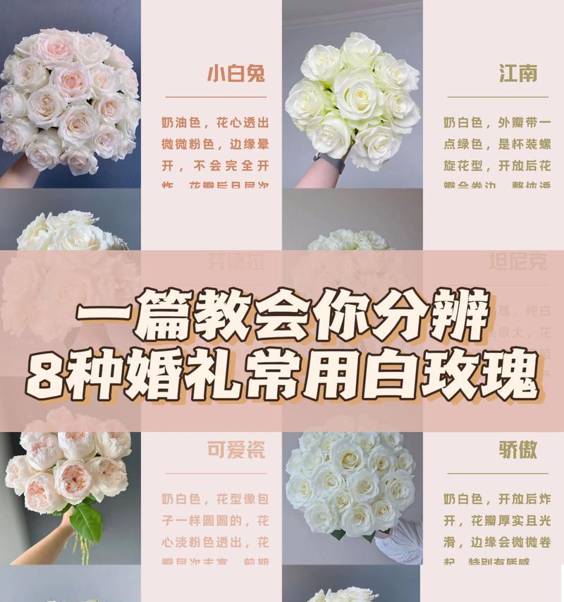 白玫瑰染色后花语有何不同？