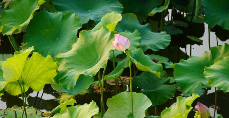芙蕖的寓意和花语有何特别之处？它象征着什么？