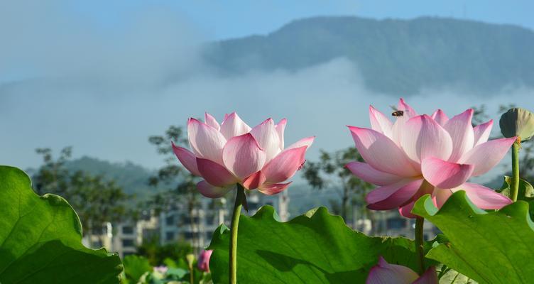 芙蕖的寓意和花语有何特别之处？它象征着什么？