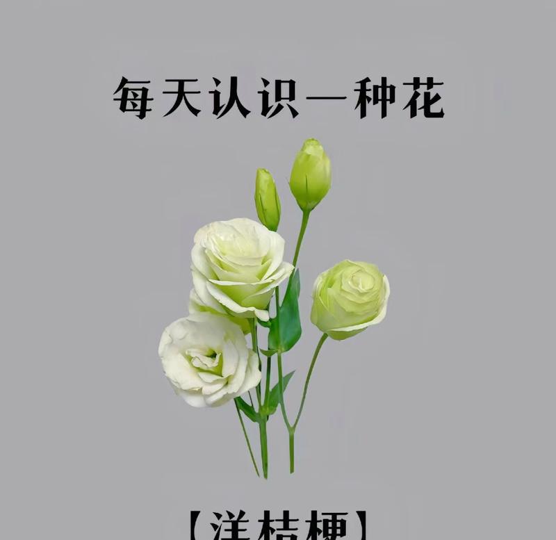 哪种花的花语代表了遇见？