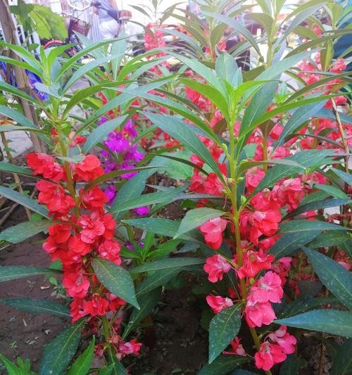 哪种花的花语代表了遇见？