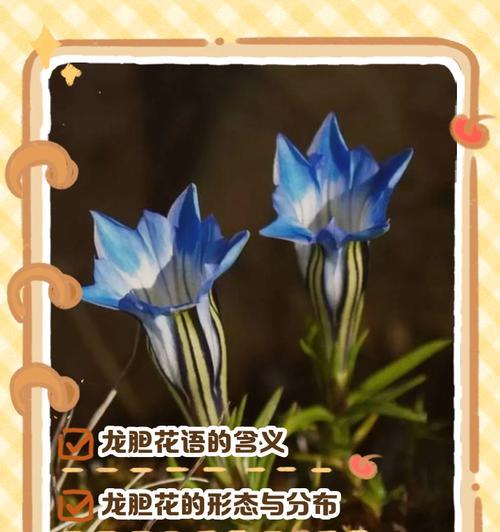 哪种花的花语代表了遇见？