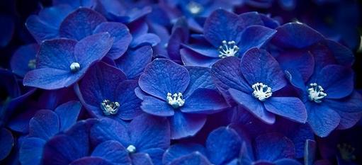 蓝色与白色组合的花语有何寓意？