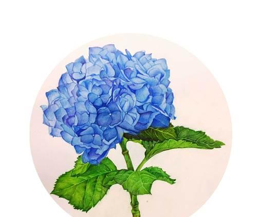 蓝色与白色组合的花语有何寓意？