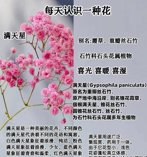 星辰花的花语有何深意？它象征着什么？