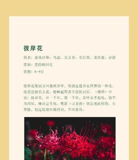 花的别名与花语有何关联？