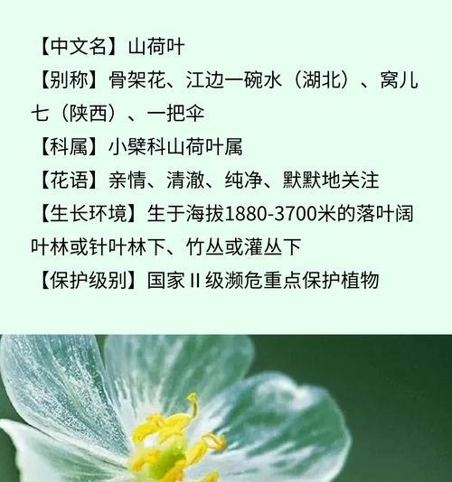 花的别名与花语有何关联？