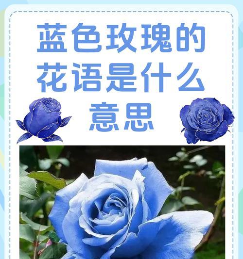 突然想到玫瑰花语是什么意思？玫瑰花语有哪些？